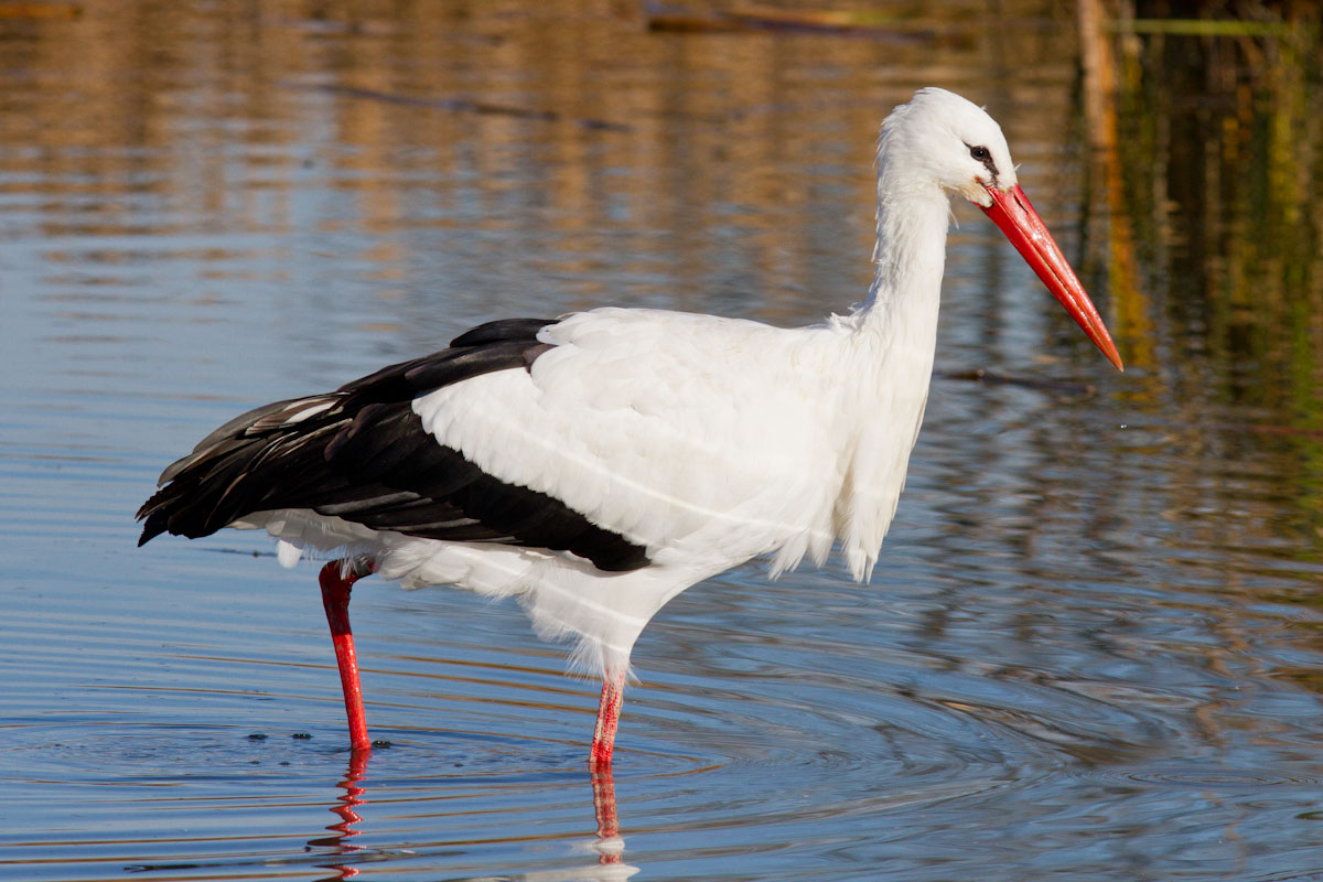 Ciconia ciconia - Cicogna bianca